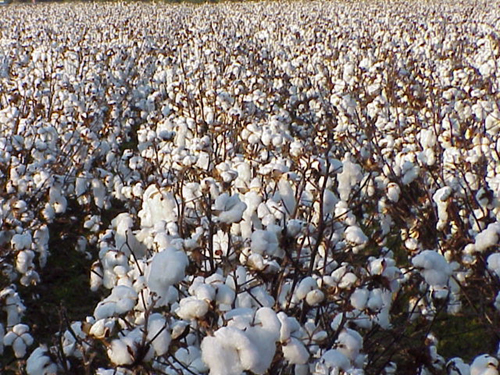 Local agriculture includes cotton, soy beans, and wheat...creating gorgeous scenery most of the year.