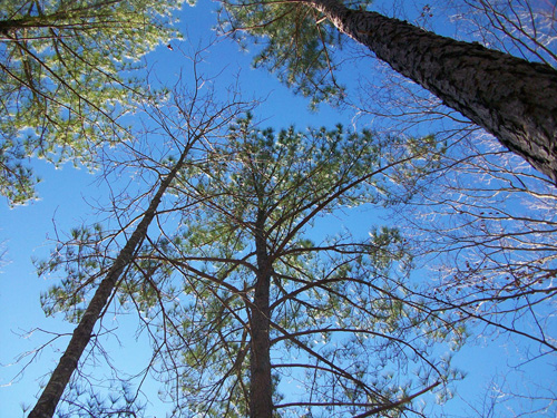Roanoke Reserve forest is a mix of pine and deciduous hardwoods