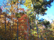 Watelilies, that have chosen Roanoke Reserve as home, reflect the pristine nature of the Roanoke Reserve cove.